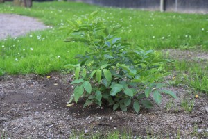 Nyplanterad fläderbuske